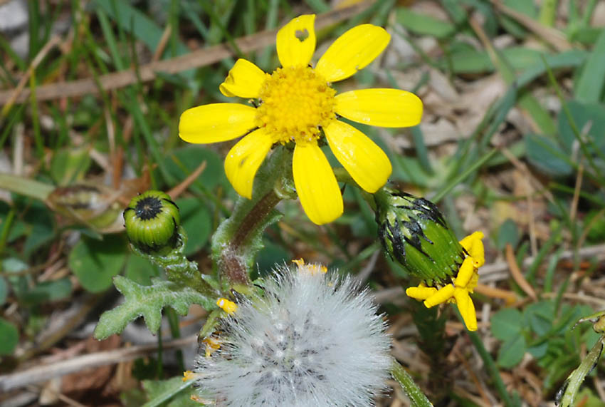 Dalla Sila : Senecio leucanthemifolius